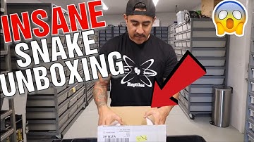 SNAKE UNBOXING AND FUTURE BREEDING PROJECTS