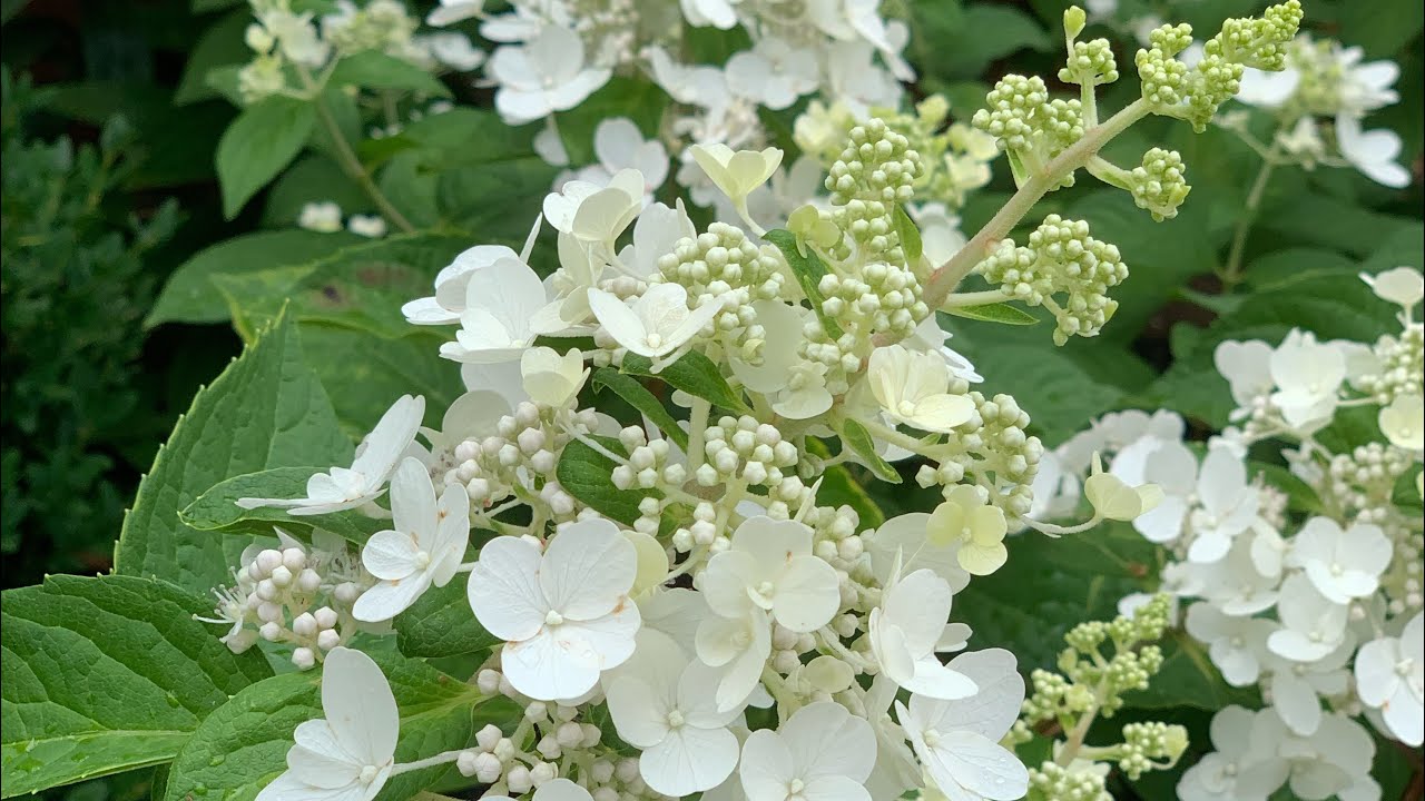 Lavalamp Flare Hydrangea July 14, 2020 🌿🌸🤩 YouTube