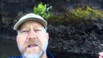 Intro to intertidal video