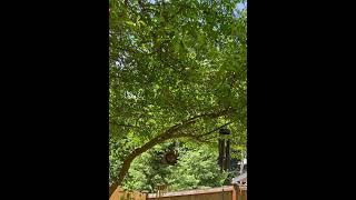 11:11 am 6/6/2025 60 second breath work under my tree… volume check. @CreationsbyJax