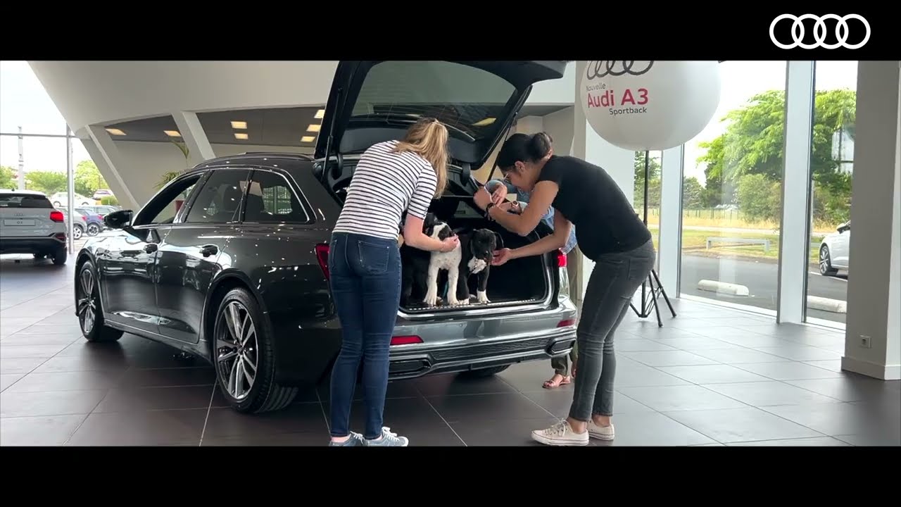 Une équipe, des Audi et des chiots chez Espace Premium - Audi Lorient