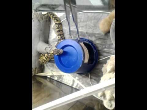 petco hours Feeding