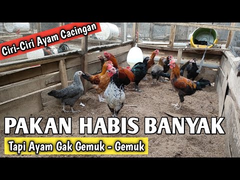 AYAM GAK GEMUK GEMUK MUNGKIN CACINGAN - CARA MENGOBATI AYAM CACINGAN