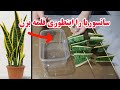روش جادویی تکثیر سانسوریا در آب بدون نیاز به خاک