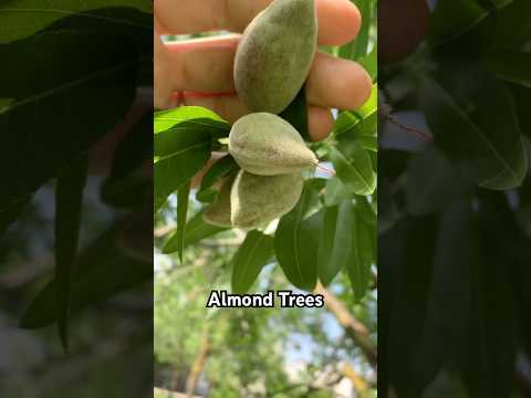 🌳🌰 Almonds Are