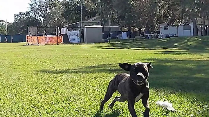 Lucy Loo Lure Coursing