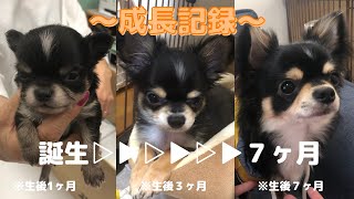 成長記録 ロングコートチワワのこたろー 生後２ヶ月 ７ヶ月までの成長記録 Youtube