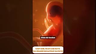 Mahmud Efendi Hazretleri (Bir Bebek Anne Karnında Nasıl Büyür)