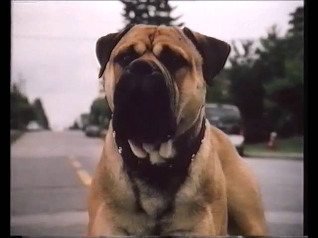 watch see spot run online free megavideo watch see spot run online free megavideo