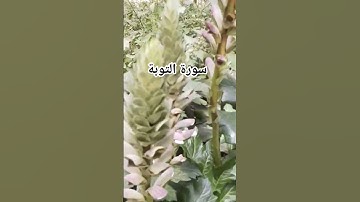 سورة التوبة #اكسبلور #mountains #ترند #flowers #تيك_توك #turtle #لايك #تصويري #travel