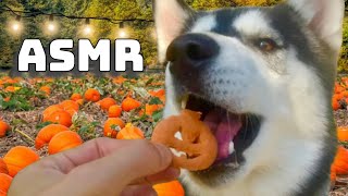 ASMR Husky Puppy Trys Halloween Treats 🎃 🥩 by HUNGRY HUSKY PACK 289 views 7 months ago 2 minutes, 28 seconds