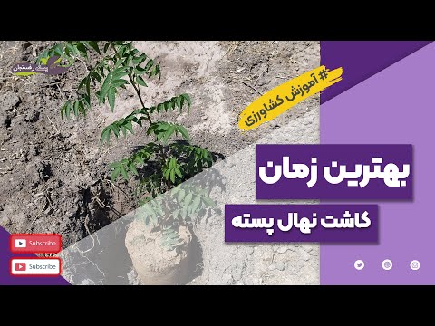 بهترین زمان کاشت نهال پسته      
