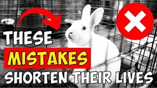 These Mistakes Shorten Your Rabbit's Lifespan (Avoid Them At All Cost)