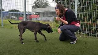 Bandit might be the smartest dog at the shelter!