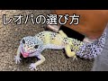 レオパの選び方を紹介します！