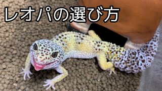 レオパの選び方を紹介します！