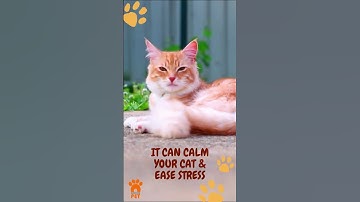 3 Surprising Benefits of Catnip (The Natural High for Cats) #shorts