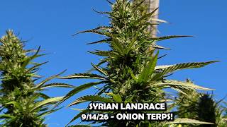 SYRIAN LANDRACE - ONION TERPS!  9/14/26
