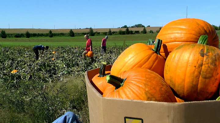 Students harvesting pumpkins have their futures sh...