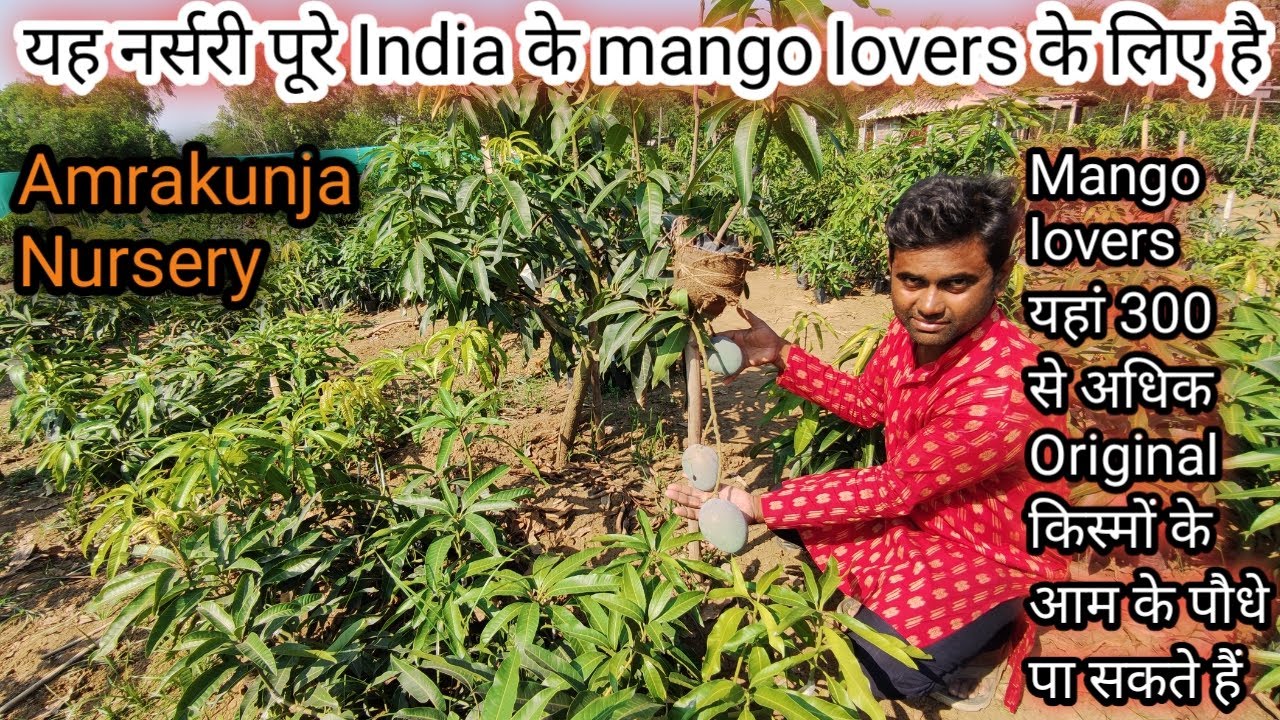 Amrakunja Nursery Part-2 | Mango lovers यहां 300 से अधिक Original आम की किस्में प्राप्त कर सकते हैं