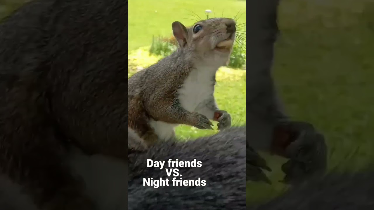 Day VS. Night friends. 