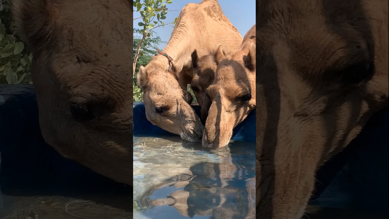 Very thirsty camels drink water in thar desert 