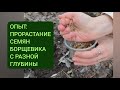 Опыт: прорастание семян борщевика Сосновского с разной глубины