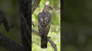 Tropical Birds of the Rainforest 🦜🌴 | Stunning Exotic Birds in 4K #shorts