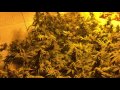 Growing cannabis: day 1 of bud room A . Day 43 room B-. Ep 13