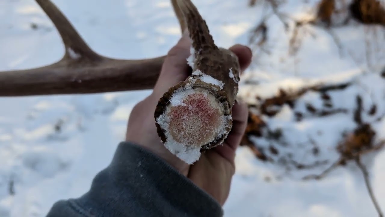 2026 Shed Hunting- "Ice Breaker"