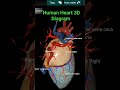 Human Heart 3d video ll science students