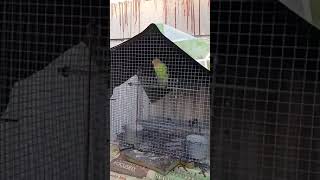 Lemon and Jelly return ♡
My lovebirds lemon and Jelly are back ♡ Lemon and Jelly return ♡