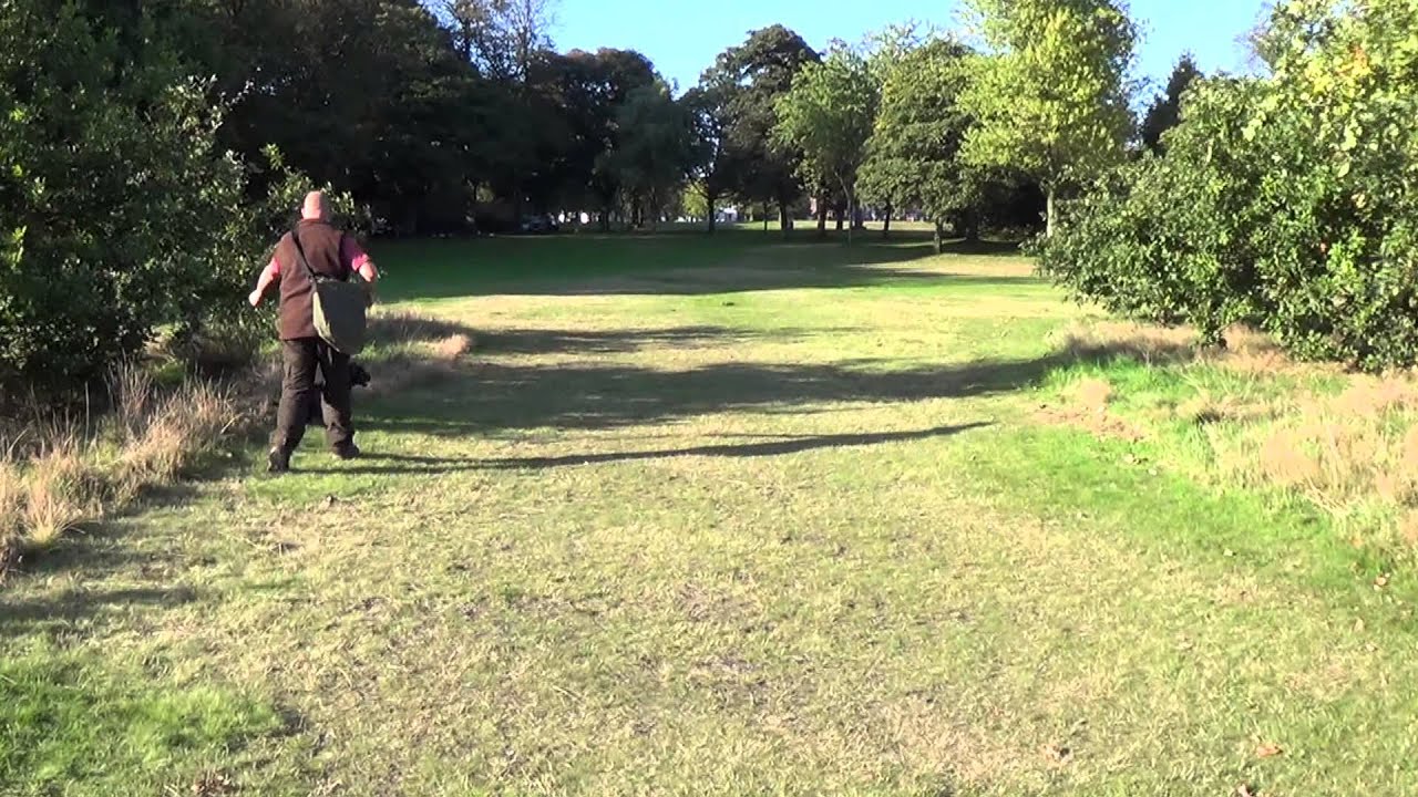 Lola the Working Cocker Spaniel Gundog Training @ 16 months