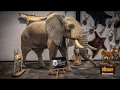 Taxidermy Time Lapse - Elephant