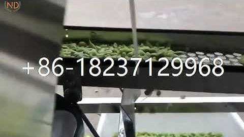 green edamame beans shell removing machine kidney bean mung bean dehulling sheller machine