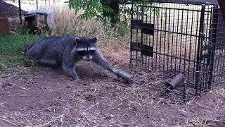 All About Sonoma County Wildlife Rescue's Isolation Enclosures