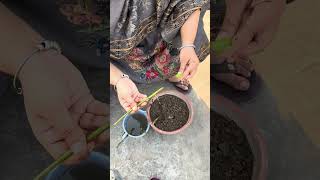 Ajj Lgai Desi Rose Ki Cutting