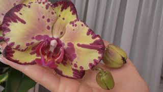 Нарядные орхидеи  В чем растут  Рост цветоноса не затормозился / Зеленое ЧУДО.