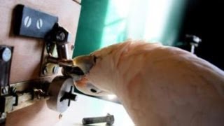Watch Cockatoos Solve an Intricate Puzzle, Step by Step screenshot 4