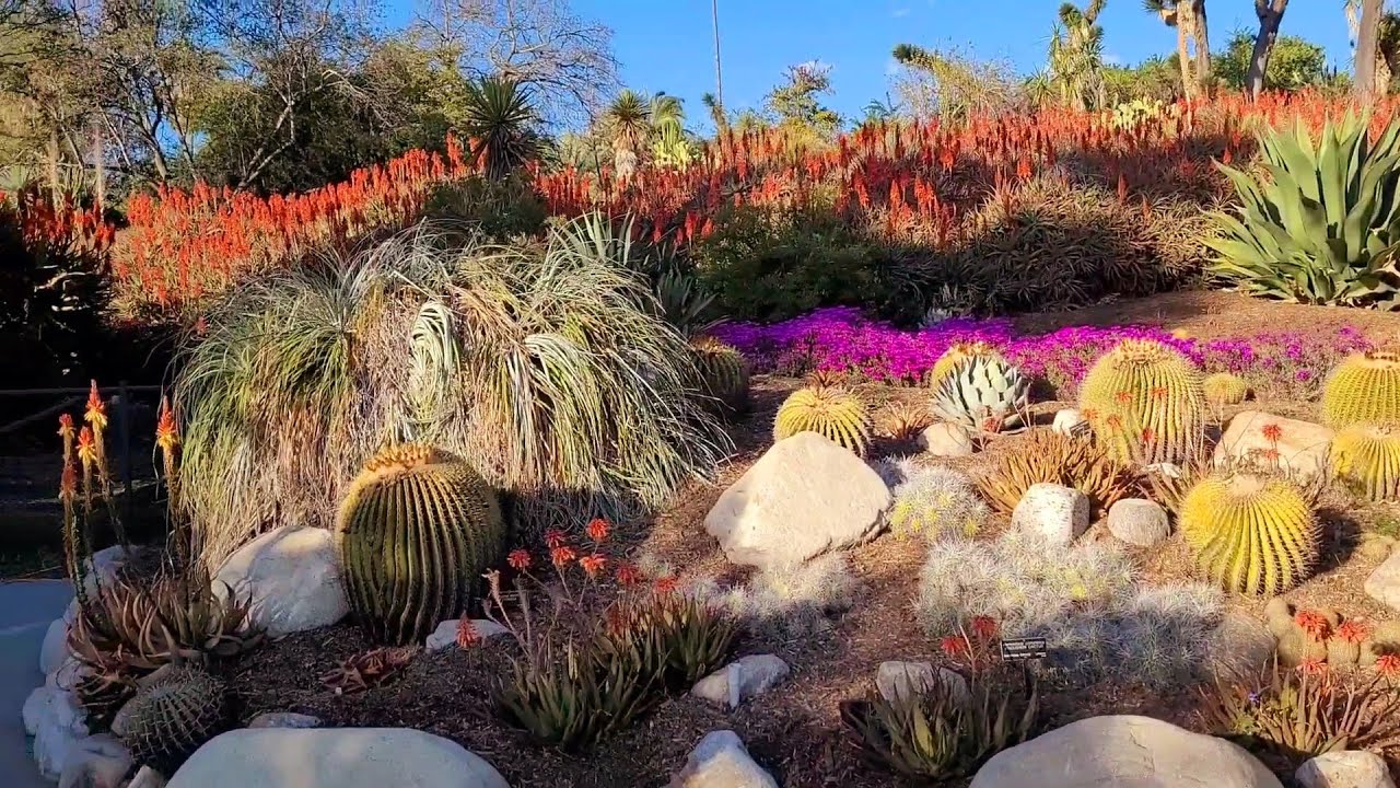 Walking tour of the Desert Garden at Huntington Library, Art Collections and Botanical Gardens