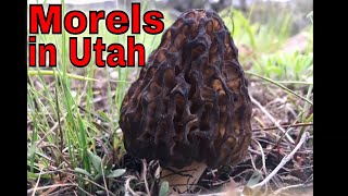 S8 E6 Morels in Utah: Maple Canyon Day Hike May 2019