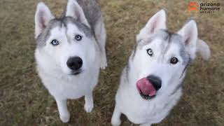 Double the Love: Husky Brothers Loki and Beowulf Are Looking for a Home Together