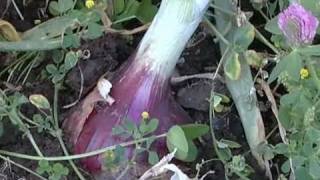 Seeded Crops and Living Mulch with Helen Atthowe near Missoula, Montana