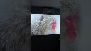 Mini projektor 📽️: mały, przenośny, idealny do kina domowego i prezentacji.