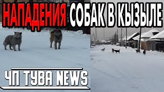 ЧП Тува News - Нападения собак - Новости Тыва - 26.01.2021