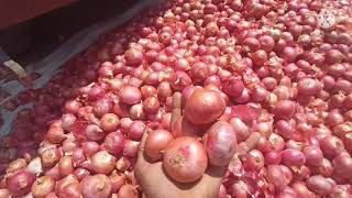 10 नवंबर 2021 इंदौर मंडी प्याज भाव।प्याज आज बनी जोरदार तेजी।Indore Mandi today pyaj bhav।onion rate