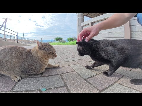 A black cat picks a fight with a big-faced, tiger-striped boss cat
