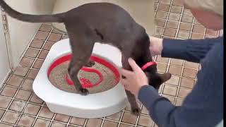 Cat Toilet Trainer screenshot 5