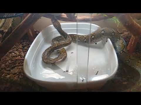 Reticulated Python having a drink