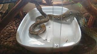 Reticulated Python having a drink